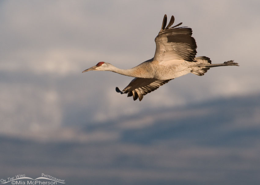 Sandhill Crane in flight with Thousand Lake Mountain in the background, Bicknell Bottoms Wildlife Management Area, Wayne County, Utah