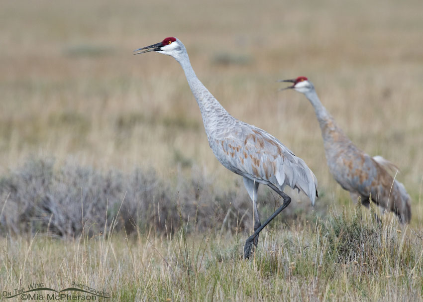 Mated pair of Sandhill Cranes at Red Rock Lakes National Wildlife Refuge, Montana