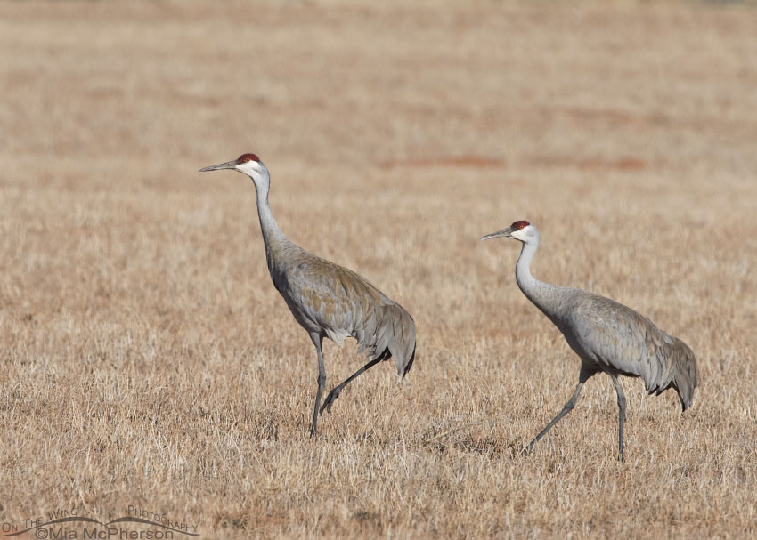 Pair of Sandhill Cranes in Wayne County, Utah. Feeding in a farmer's field early in the morning.