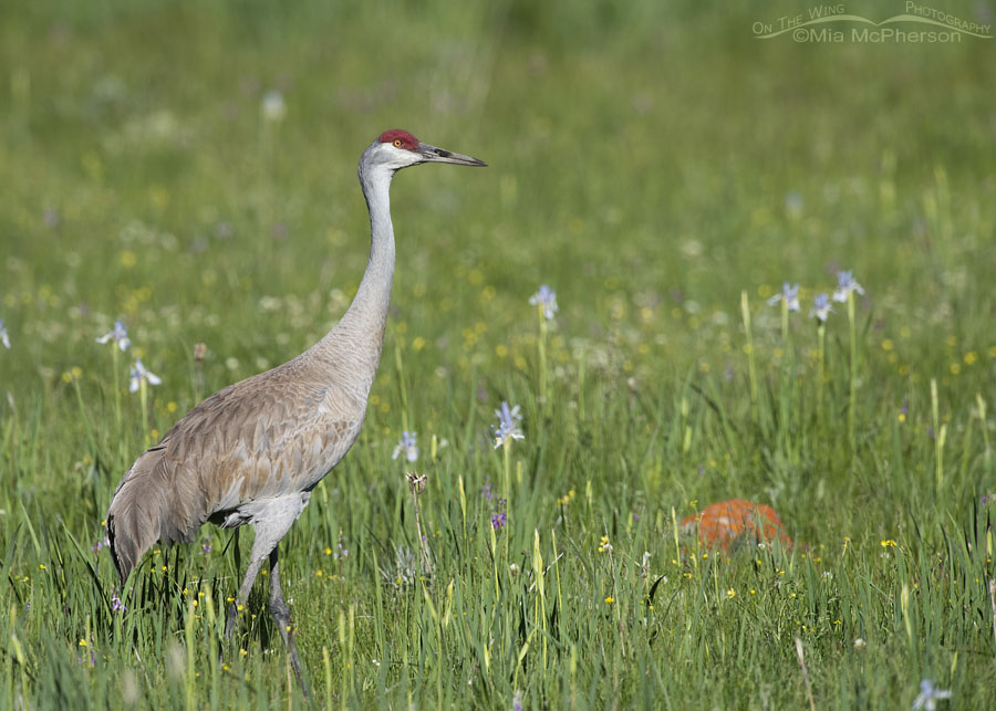 Sandhill Crane and wildflowers, Centennial Valley, Beaverhead County, Montana