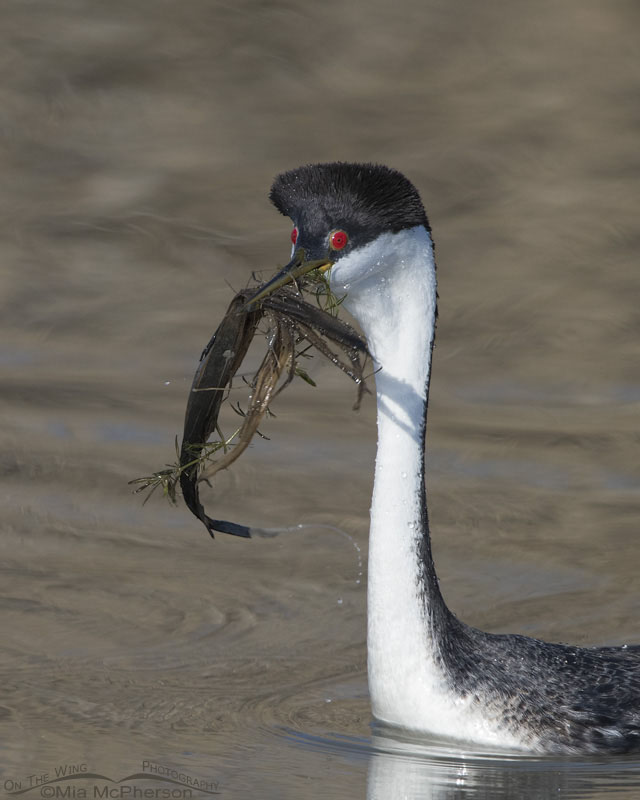 Western Grebe close up with weeds, part of their weed ceremony. Bear River Migratory Bird Refuge, Box Elder County, Utah