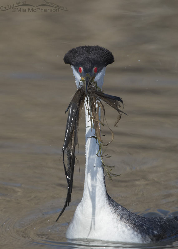 Head on Western Grebe with weeds, part of their weed ceremony at Bear River Migratory Bird Refuge, Box Elder County, Utah