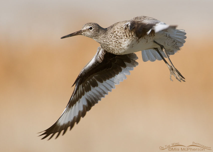 Willet lifting off near White Rock Bay, Antelope Island State Park, Davis County, Utah