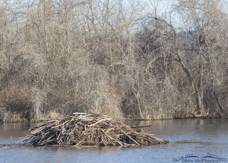 Winter view of Lower Scarborough Slough beaver lodge, Sequoyah National Wildlife Refuge, Oklahoma