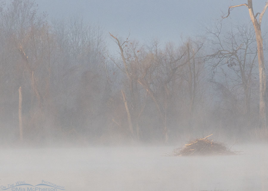 Foggy view of Lower Scarborough Slough beaver lodge, Sequoyah National Wildlife Refuge, Oklahoma