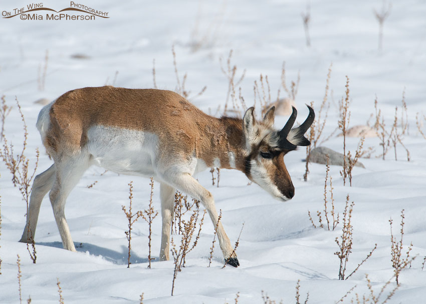 Pronghorn buck in winter, Antelope Island State Park, Davis County, Utah