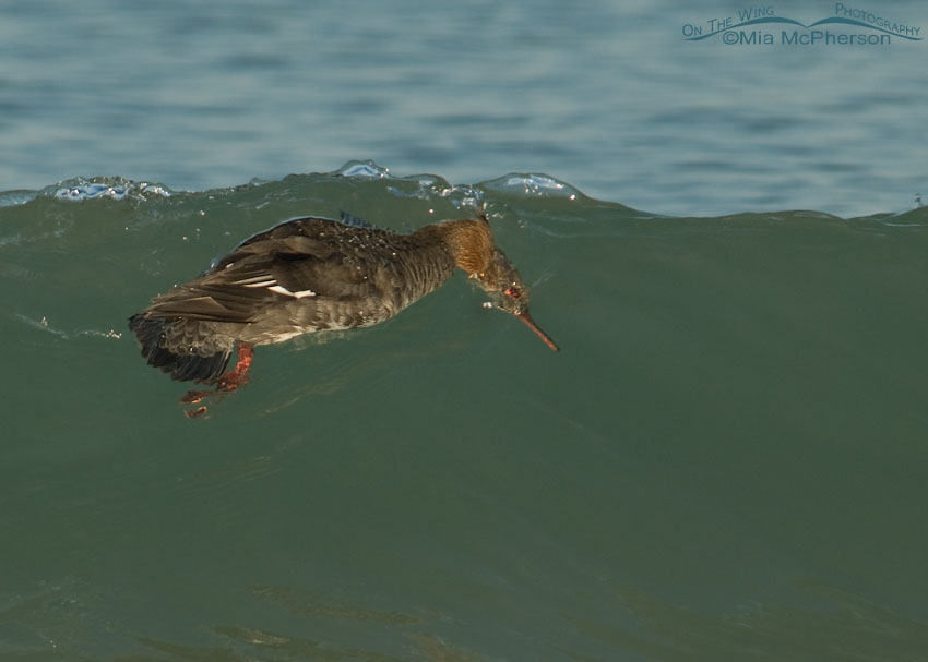 Red-breasted Merganser diving into a wave on the Gulf Coast, Fort De Soto County Park, Pinellas County, Florida