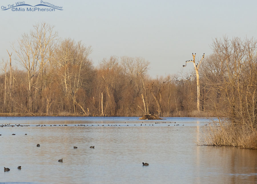 Lower Scarborough Slough late winter view, Sequoyah National Wildlife Refuge, Oklahoma