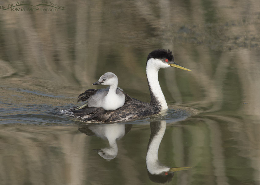 Western Grebe back-brooding large chick, Bear River Migratory Bird Refuge, Box Elder County, Utah